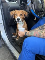 Found/Stray Male Dog last seen Near Today’s woman ave, Winston-Salem, NC 27105