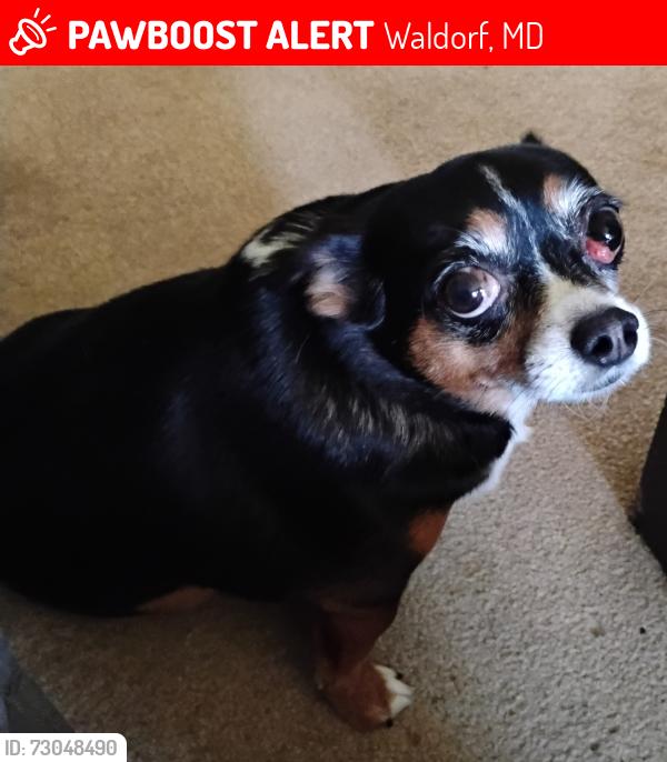 Lost Female Dog last seen Near Copley Ave, Waldorf, MD 20602