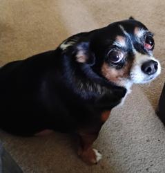 Lost Female Dog last seen Near Copley Ave, Waldorf, MD 20602