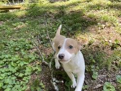 Found/Stray Male Dog last seen Dogwood Terrace, Marietta, SC, Slater-Marietta, SC 29661