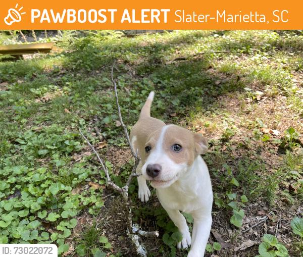 Found/Stray Male Dog last seen Dogwood Terrace, Marietta, SC, Slater-Marietta, SC 29661
