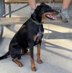 Reunited Male Dog last seen Adamson Rd, in our yard, Cocoa, FL 32926
