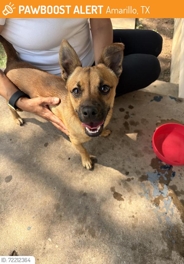 Found/Stray Male Dog last seen Near s Jackson, Amarillo, TX 79110