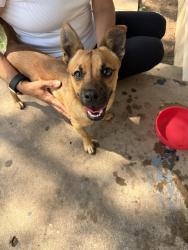 Found/Stray Male Dog last seen Near s Jackson, Amarillo, TX 79110