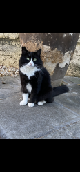 Lost Male Cat last seen Crossing winterfold with pagent street-Hilton, Thousand Oaks, CA 91360