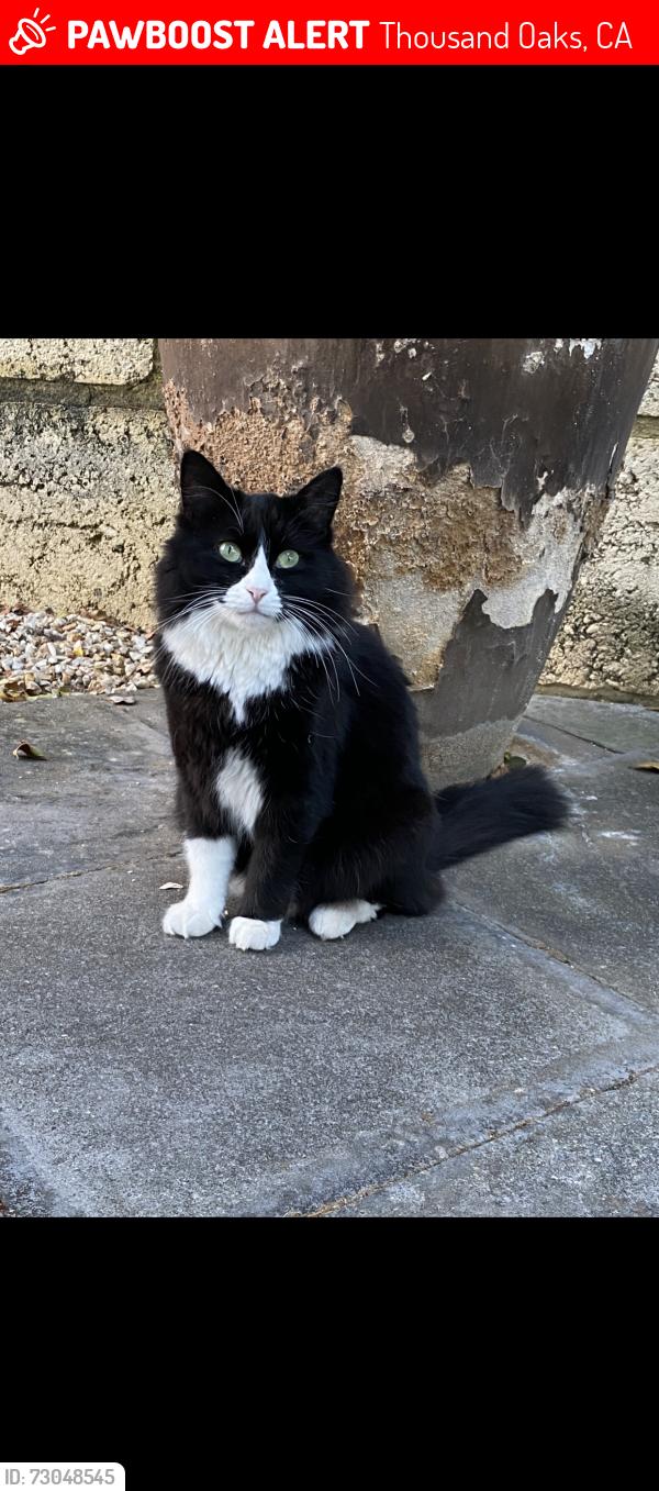 Lost Male Cat last seen Crossing winterfold with pagent street-Hilton, Thousand Oaks, CA 91360