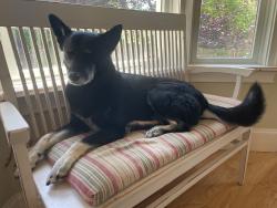 Lost Male Dog last seen Bay Ridge Ave and Forest Drive near Quiet Waters Park Annapolis, Annapolis, MD 21403
