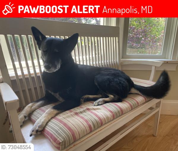 Lost Male Dog last seen Bay Ridge Ave and Forest Drive near Quiet Waters Park Annapolis, Annapolis, MD 21403