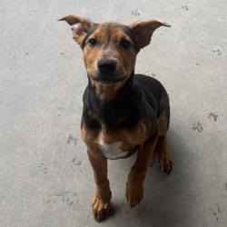 Shelter Stray Male Dog last seen , 4575 E Mesquite Ave, Palm Springs, CA 92264, USA