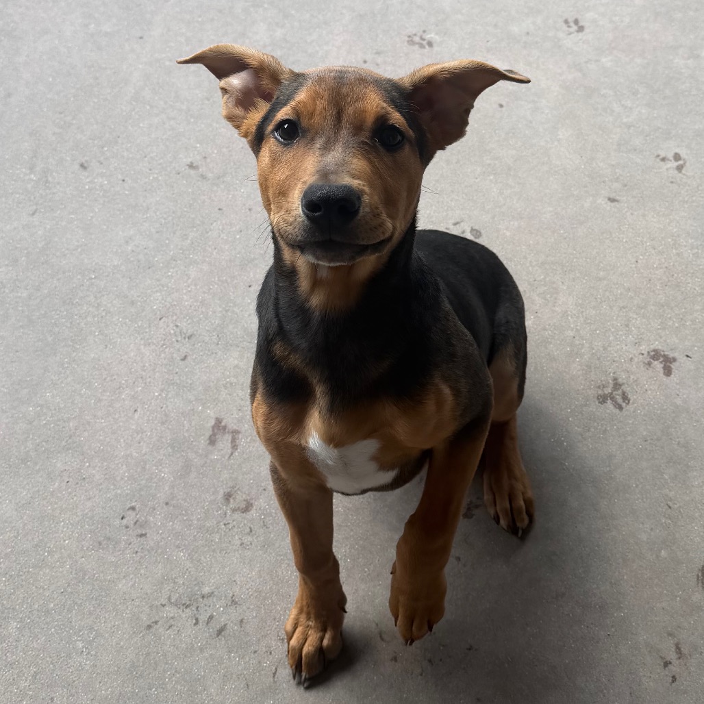 Shelter Stray Male Dog last seen , 4575 E Mesquite Ave, Palm Springs, CA 92264, USA
