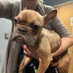 Shelter Stray Male Dog last seen , 4500 N Access Rd, Chattanooga, TN 37415, USA