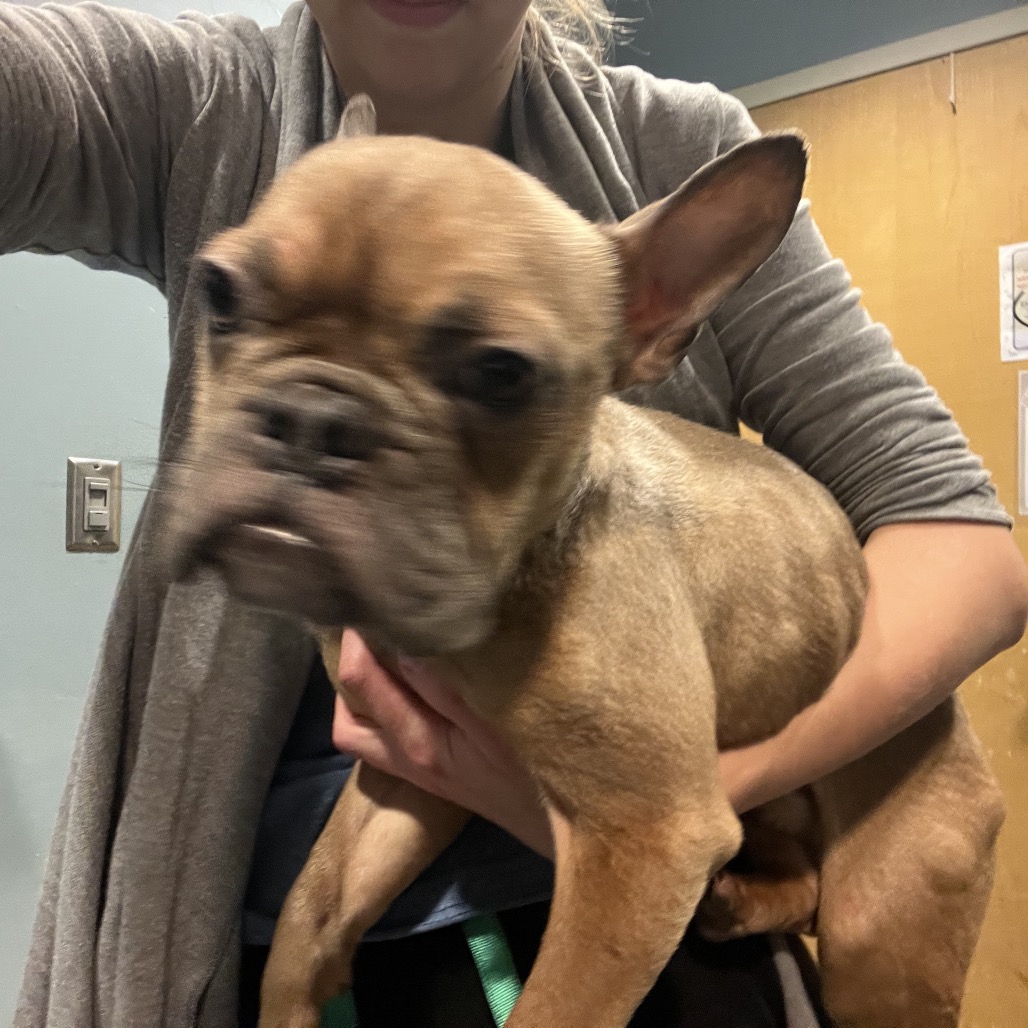 Shelter Stray Male Dog last seen , 4500 N Access Rd, Chattanooga, TN 37415, USA