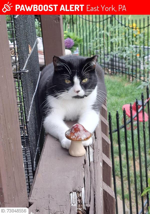 Lost Male Cat last seen Campbell and Birchwood , East York, PA 17402