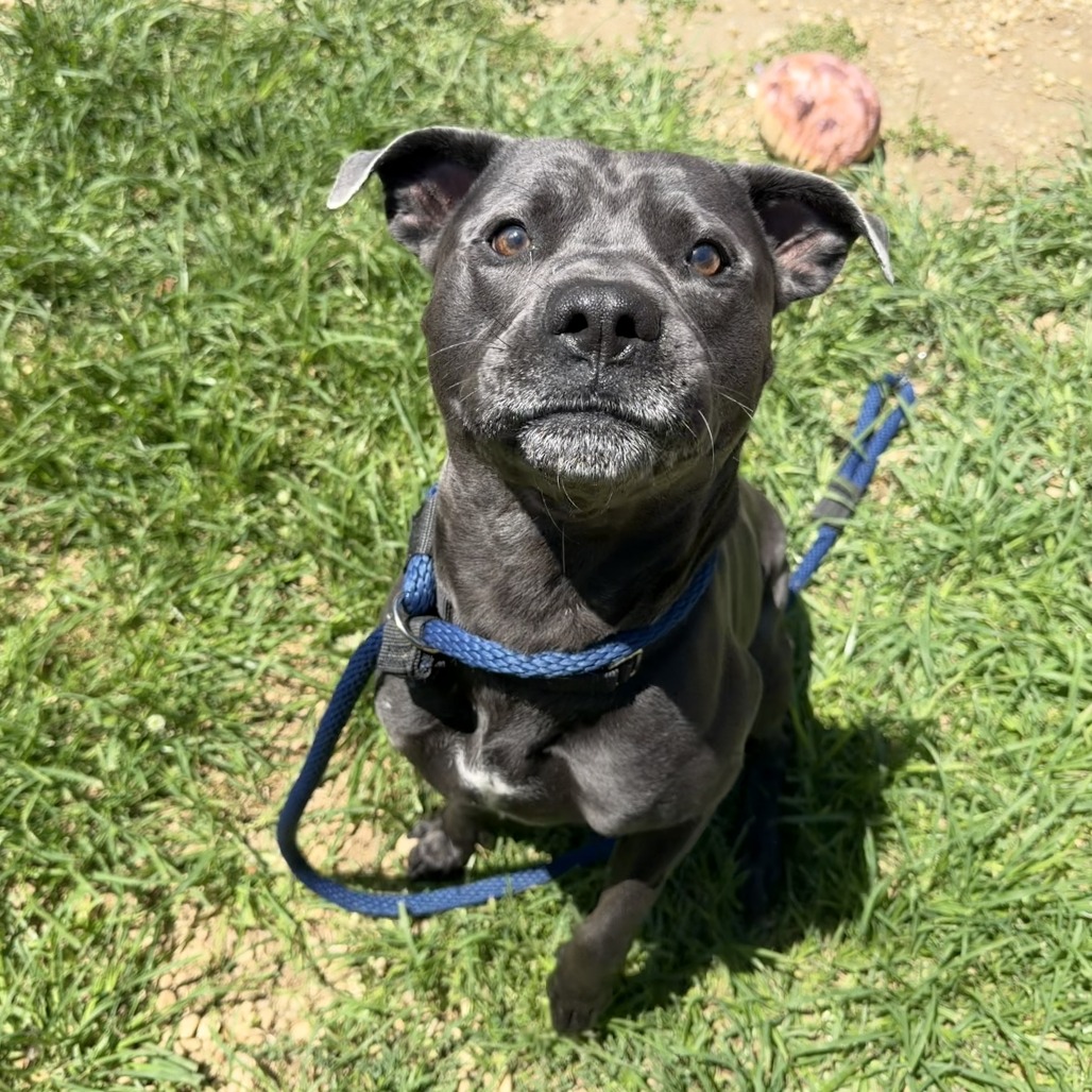 Shelter Stray Male Dog last seen , Animal Care & Control Team of Philly, 111 W Hunting Park Ave, Philadelphia, PA 19140, USA