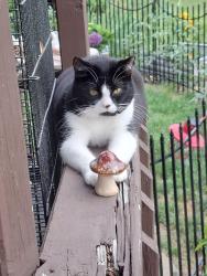 Lost Male Cat last seen Campbell and Birchwood , East York, PA 17402