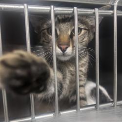 Shelter Stray Male Cat last seen , Animal Care & Control Team of Philly, 111 W Hunting Park Ave, Philadelphia, PA 19140, USA