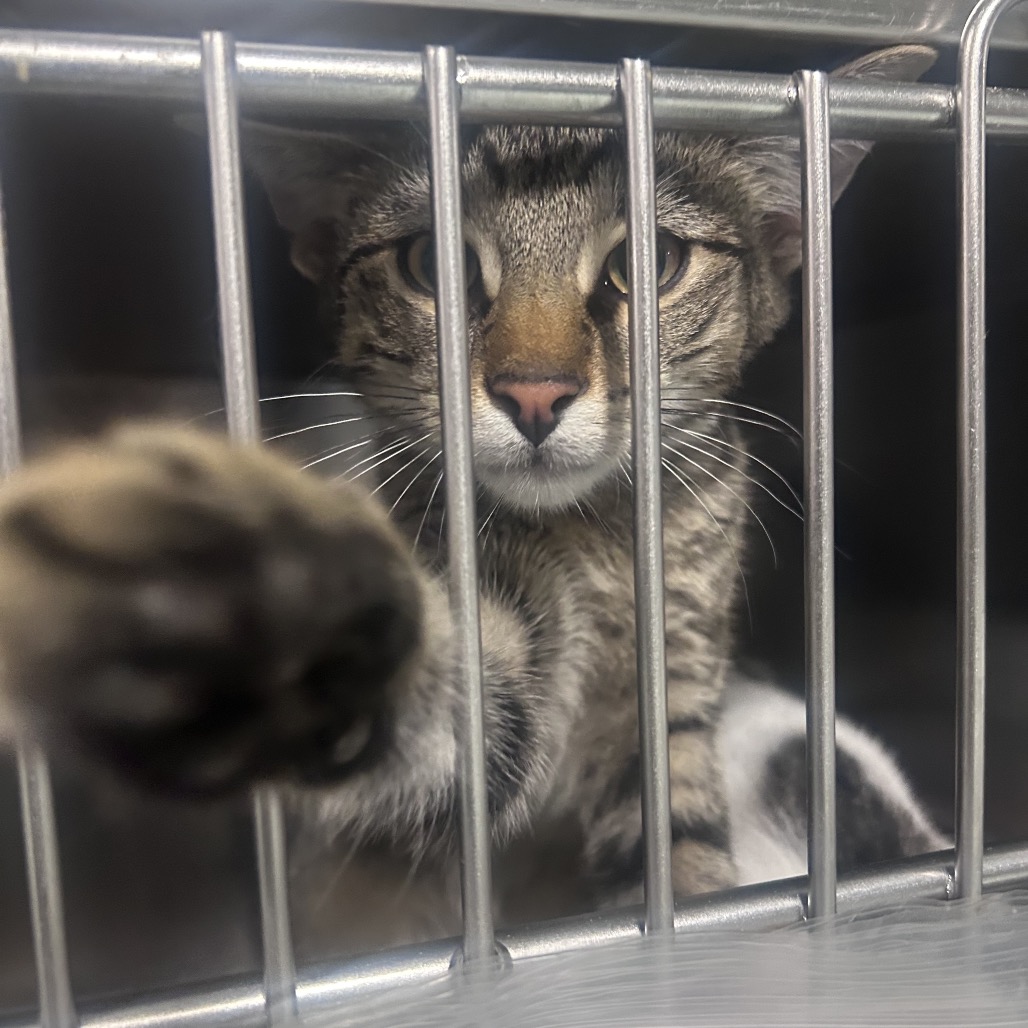 Shelter Stray Male Cat last seen , Animal Care & Control Team of Philly, 111 W Hunting Park Ave, Philadelphia, PA 19140, USA