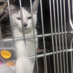 Shelter Stray Male Cat last seen , Animal Care & Control Team of Philly, 111 W Hunting Park Ave, Philadelphia, PA 19140, USA