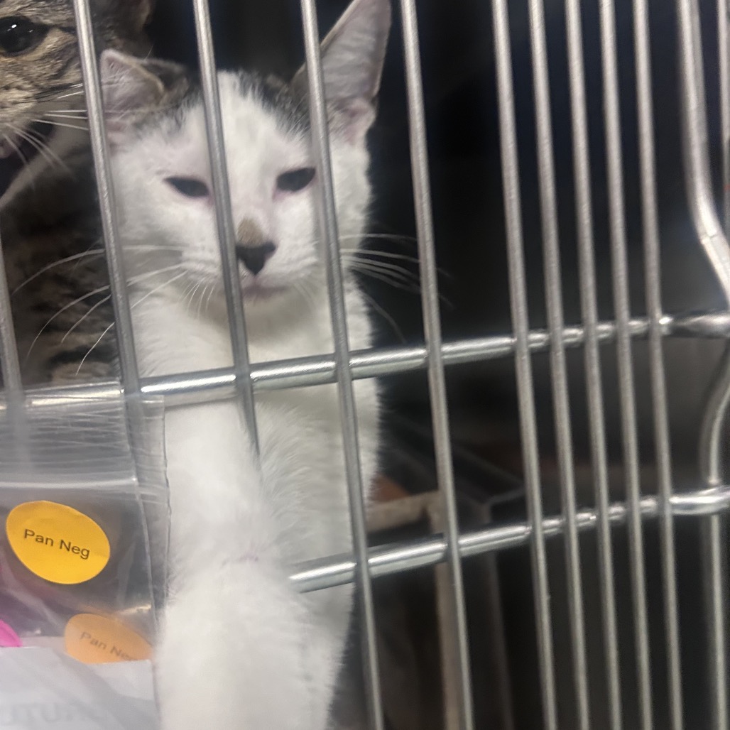 Shelter Stray Male Cat last seen , Animal Care & Control Team of Philly, 111 W Hunting Park Ave, Philadelphia, PA 19140, USA