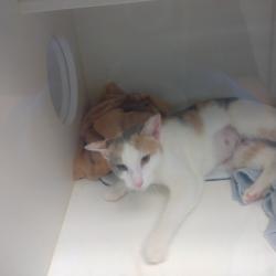 Shelter Stray Female Cat last seen , Animal Care & Control Team of Philly, 111 W Hunting Park Ave, Philadelphia, PA 19140, USA