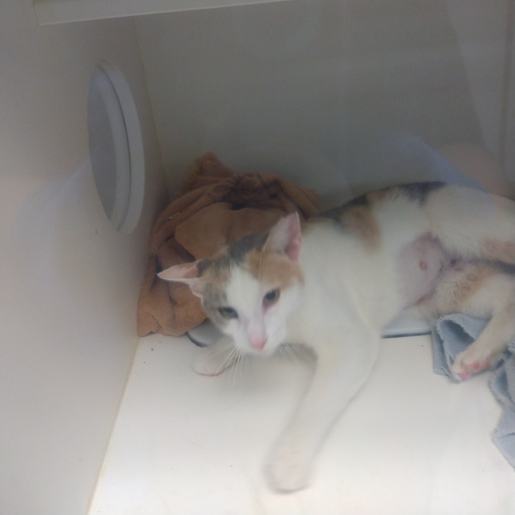 Shelter Stray Female Cat last seen , Animal Care & Control Team of Philly, 111 W Hunting Park Ave, Philadelphia, PA 19140, USA