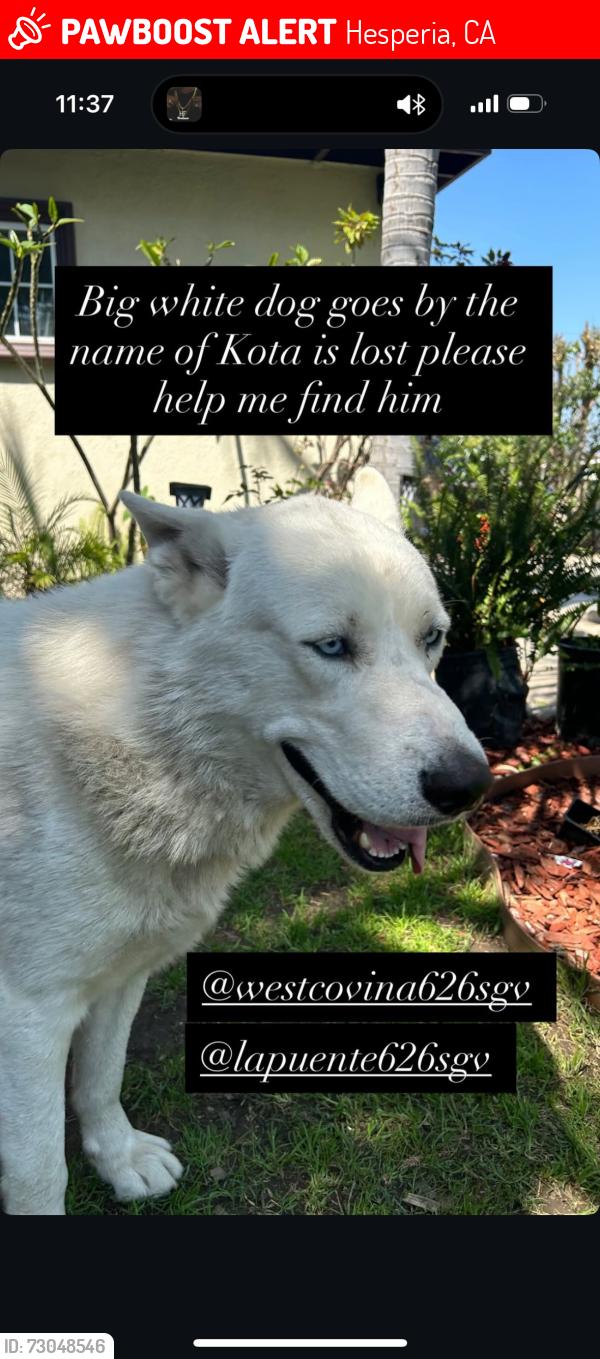 Lost Male Dog last seen Hesperia, Hesperia, CA 92340