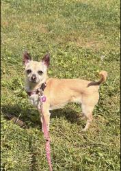 Lost Female Dog last seen Near park ave brentwood ny 11722 , Brentwood, NY 11717