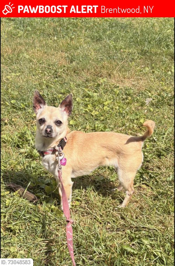 Lost Female Dog last seen Near park ave brentwood ny 11722 , Brentwood, NY 11717