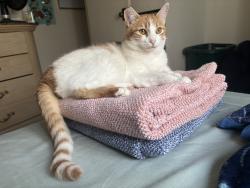 Lost Female Cat last seen Poway rd & Golden Way, Poway, CA 92064