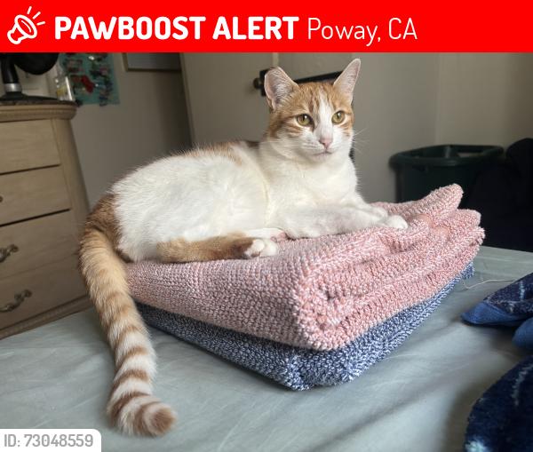 Lost Female Cat last seen Poway rd & Golden Way, Poway, CA 92064