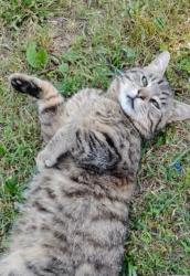 Lost Male Cat last seen Near Alan Adale Ct, Lexington, Nc 27292. USA, Lexington, NC 27292