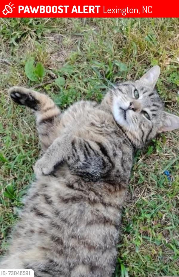 Lost Male Cat last seen Near Alan Adale Ct, Lexington, Nc 27292. USA, Lexington, NC 27292