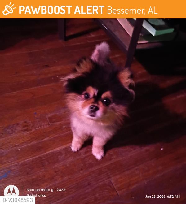 Found/Stray Male Dog last seen Bessemer super highway, Bessemer, AL 35020