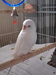 Lost Female Bird last seen Minedeo Elementary School, Pittsburgh, PA 15217