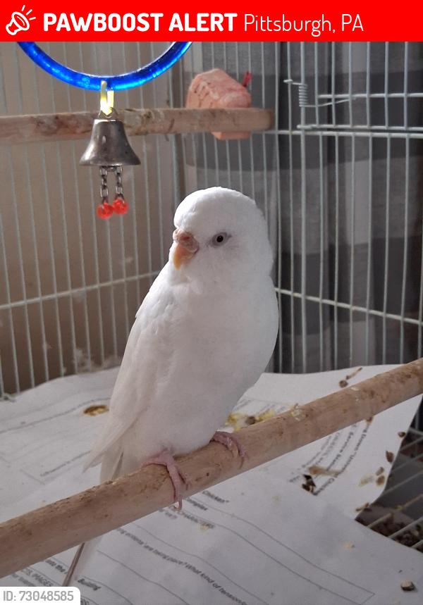 Lost Female Bird last seen Minedeo Elementary School, Pittsburgh, PA 15217