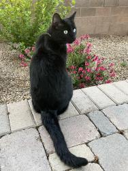 Reunited Female Cat last seen Eubank/ Academy, Albuquerque, NM 87111