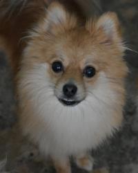 Lost Male Dog last seen Mountain View Community Ranlo, Gastonia, NC 28054