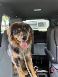 Found/Stray Male Dog last seen Shady Grove Rd. and Colonial Rd., Memphis, TN 38117