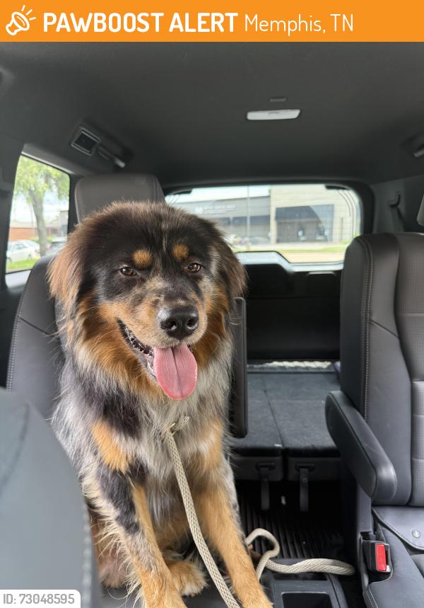Found/Stray Male Dog last seen Shady Grove Rd. and Colonial Rd., Memphis, TN 38117