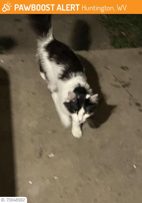 Found/Stray Unknown Cat last seen Green oak drive, Huntington, WV 25705