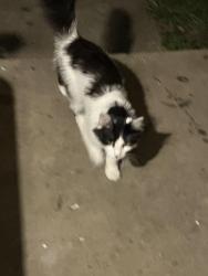 Found/Stray Unknown Cat last seen Green oak drive, Huntington, WV 25705