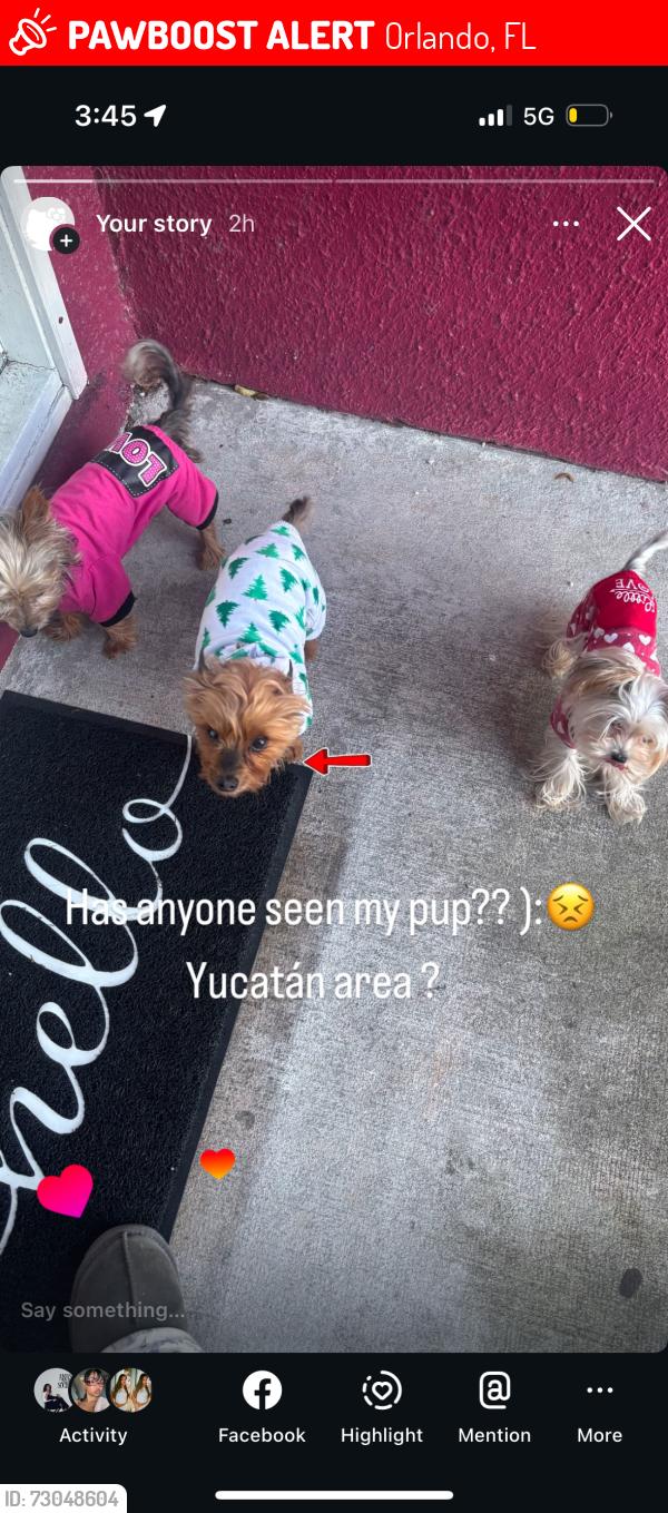 Lost Male Dog last seen Forsyth , Orlando, FL 32807