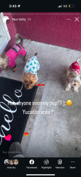 Lost Male Dog last seen Forsyth , Orlando, FL 32807