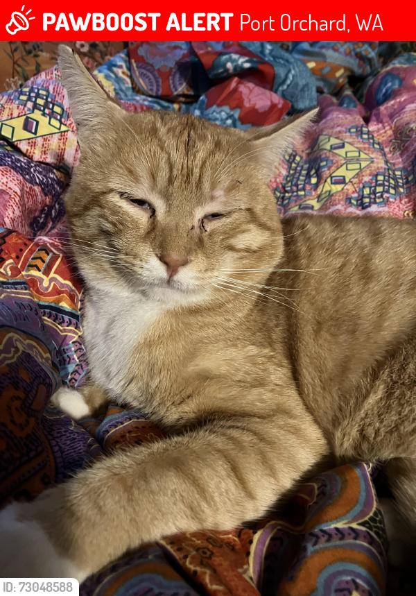 Lost Male Cat last seen Stormy Acres Ranch , Port Orchard, WA 98367