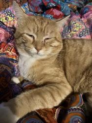 Lost Male Cat last seen Stormy Acres Ranch , Port Orchard, WA 98367