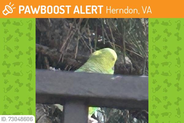 Found/Stray Unknown Bird last seen Near Legacy Cir, Herndon, VA 20171, Herndon, VA 20171
