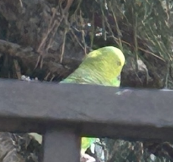 Found/Stray Unknown Bird last seen Near Legacy Cir, Herndon, VA 20171, Herndon, VA 20171