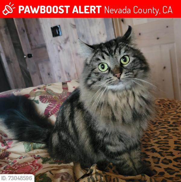 Lost Female Cat last seen Interstate 20, Nevada County, CA 95959