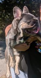 Lost Male Dog last seen Sacramento st and redwood vallejo ca, Vallejo, CA 94590