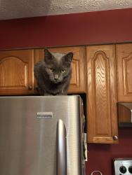 Reunited Male Cat last seen Dairy Road  & Twin Oaks, Parkton, MD 21120